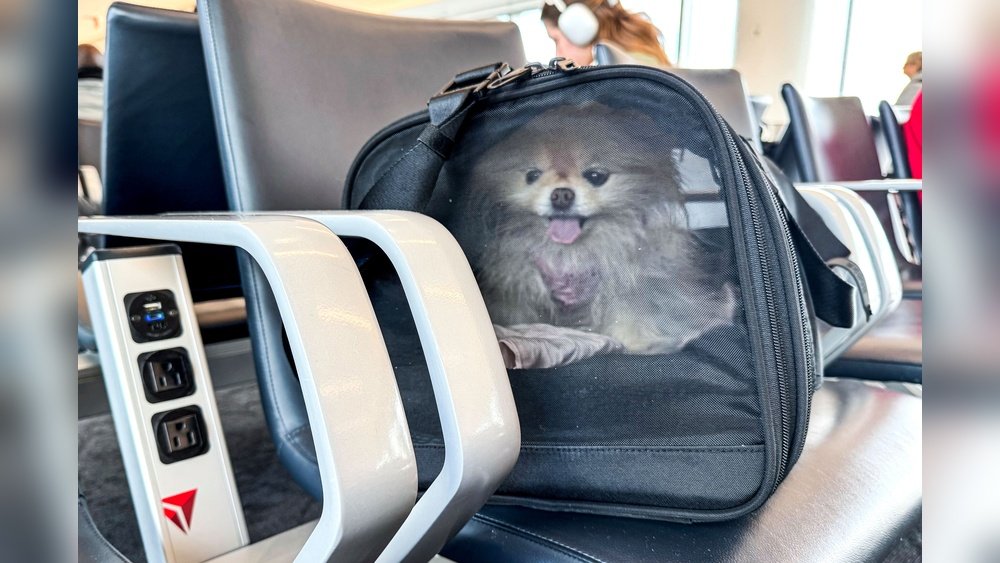 Best Airline Approved Pet Carrier