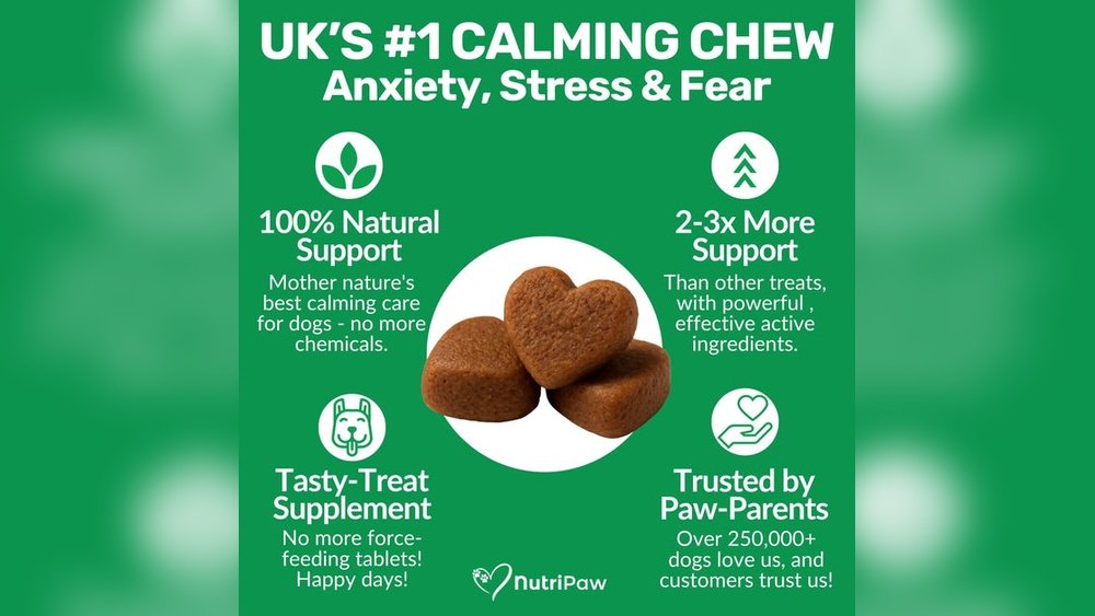 Best Calming Treats for Dogs With Anxiety