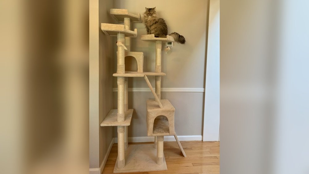 Best Cat Tree for Large Cats