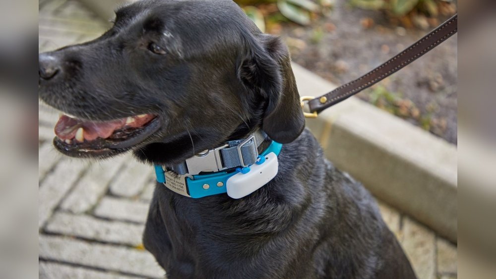 Best Dog Activity Monitor