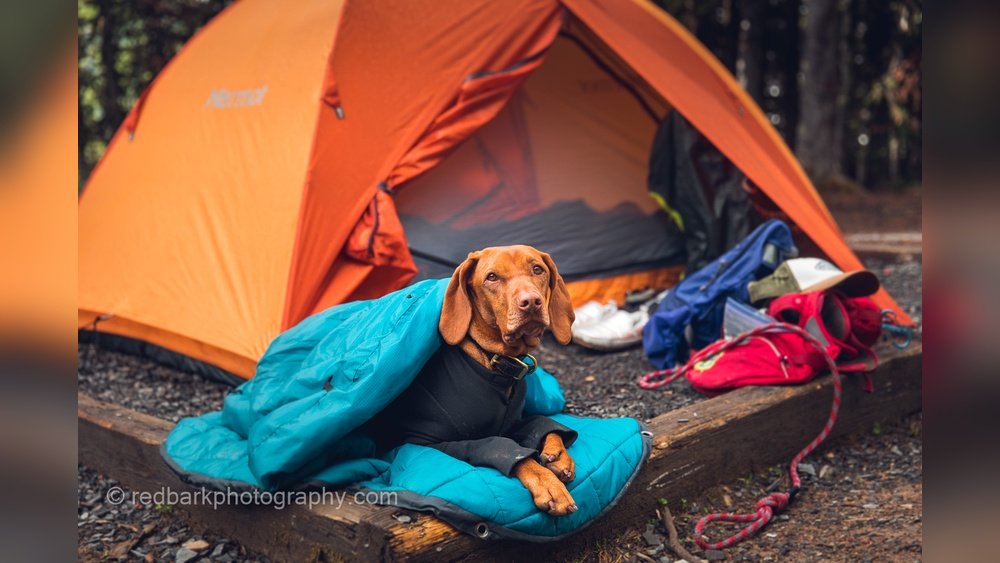 Best Dog Camping Gear