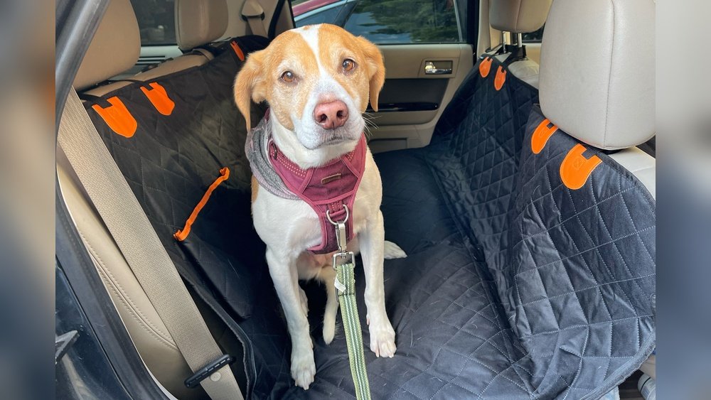 Best Dog Car Seat Cover