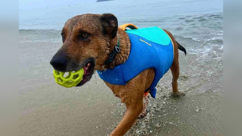 Best Dog Life Jacket