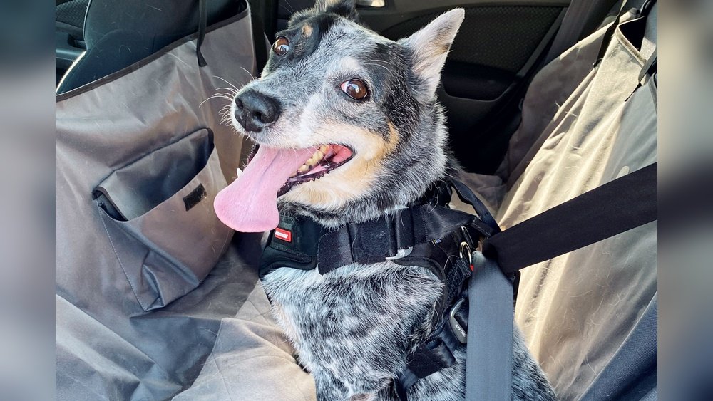 Best Dog Seat Belt