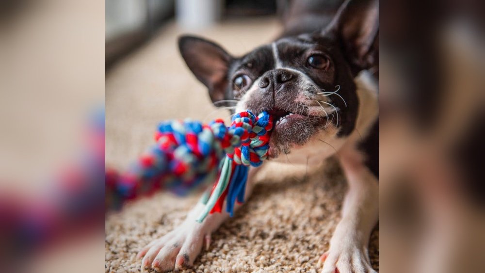 Best Indestructible Dog Toys