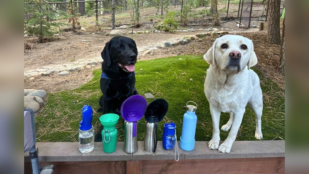 Best Portable Dog Water Bottle