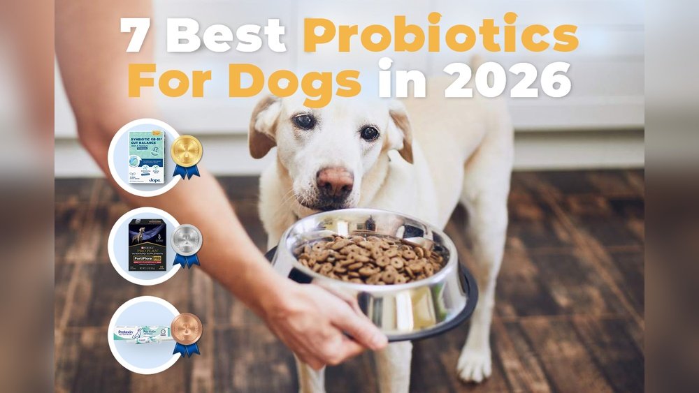 Best Probiotics for Dogs