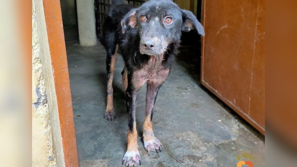 Can Dog Food Cause Skin Problems