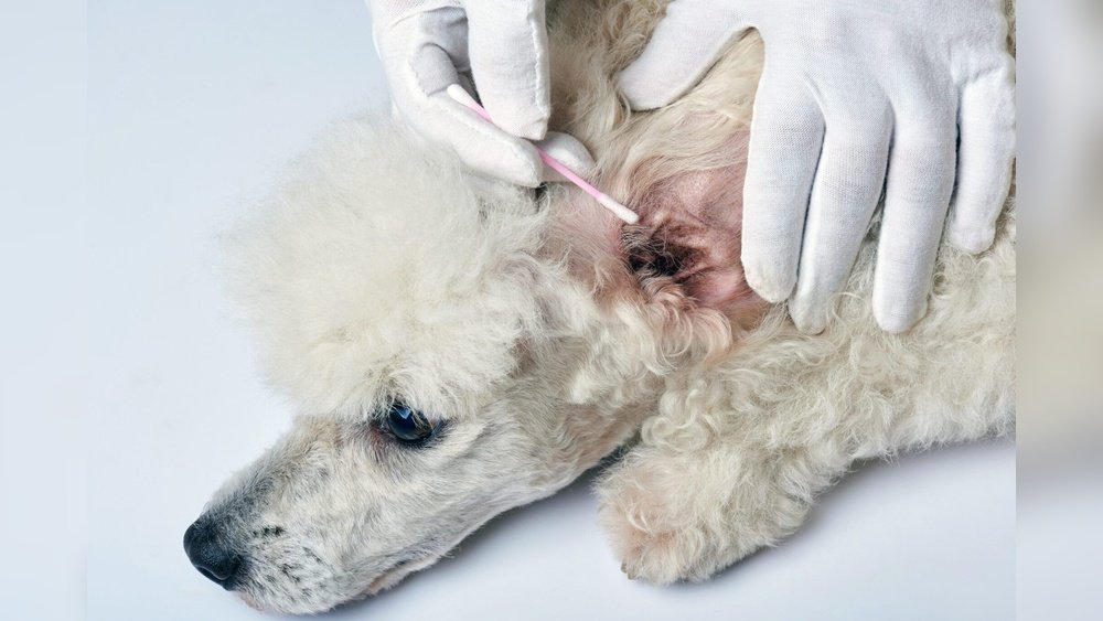 Can Dog Food Cause Yeast Infections