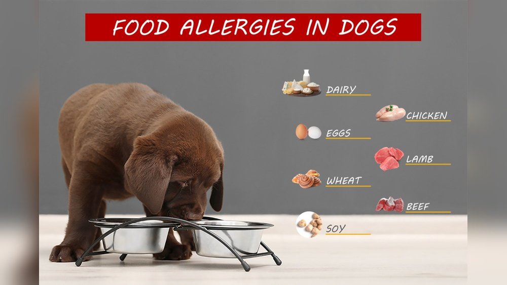 Can Dogs Be Allergic to Beef