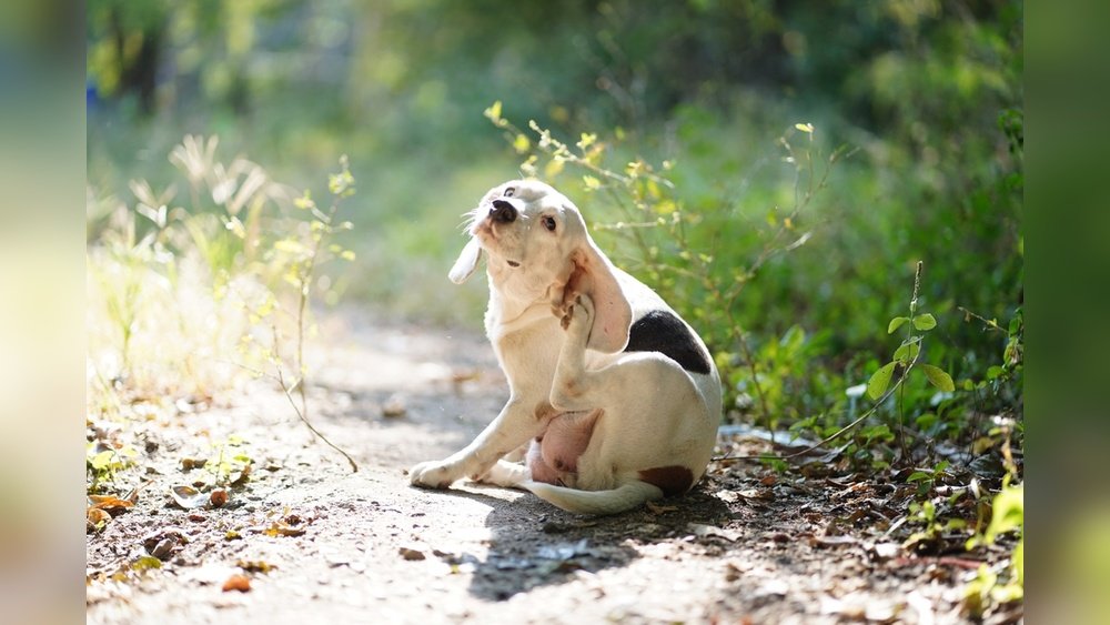 Can Dogs Develop Food Allergies Later in Life