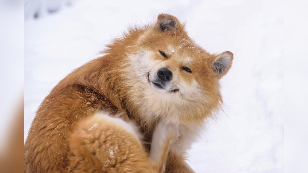 Can Dogs Get Fleas in Winter