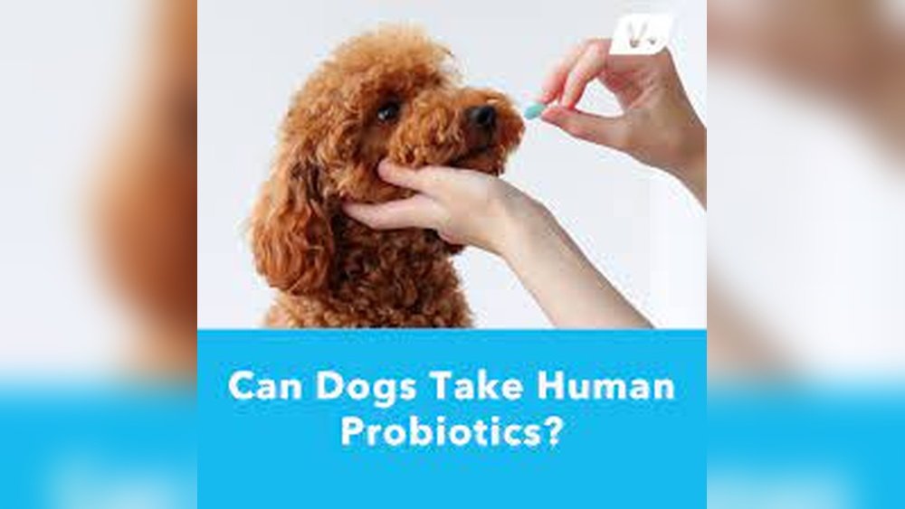 Can Dogs Take Human Probiotics
