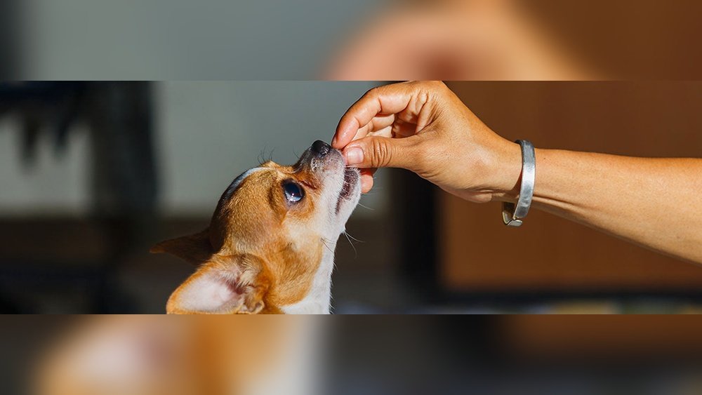 Do Dogs Need Probiotics