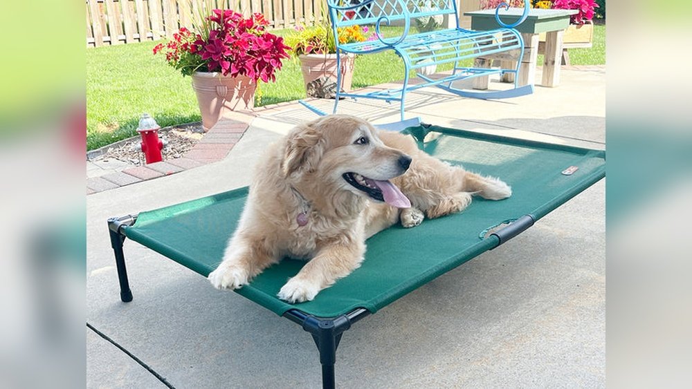 Dog Bed for Arthritis
