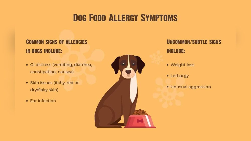 Dog Food Allergy Symptoms
