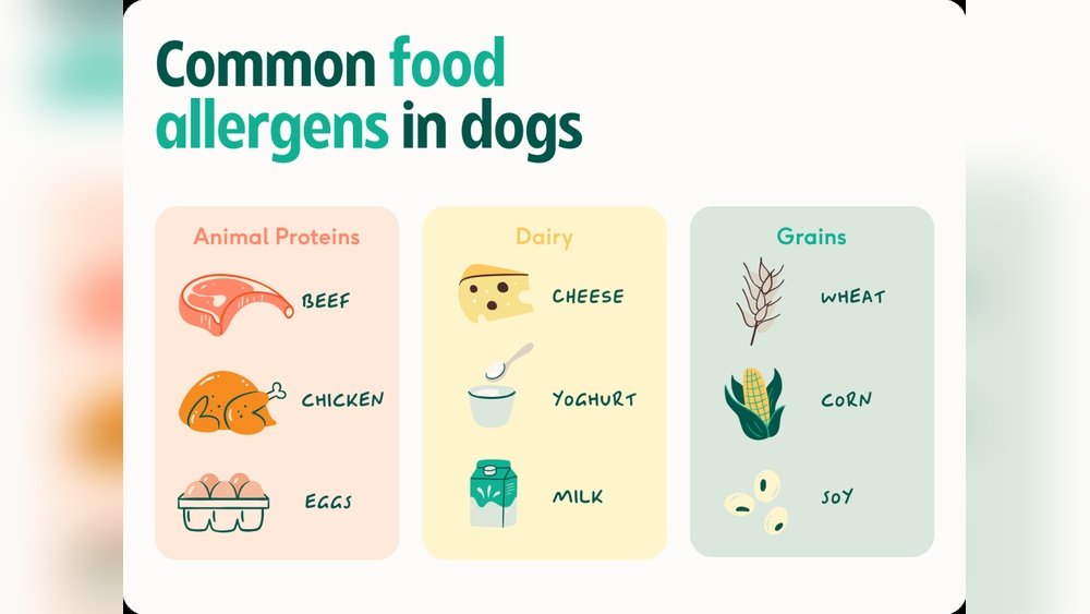 Dog Food Allergy Vs Intolerance