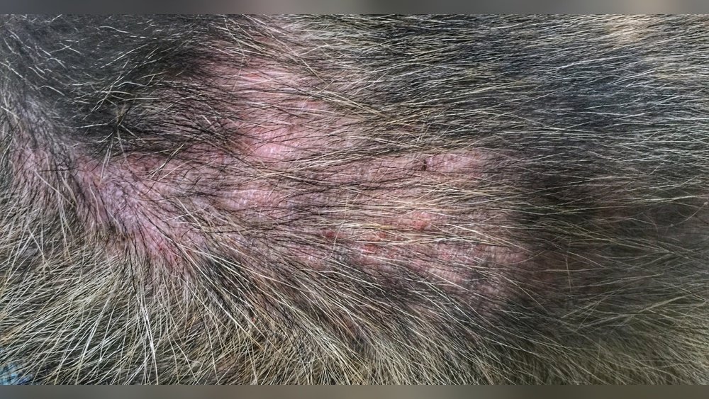 Flea Allergy Dermatitis in Dogs