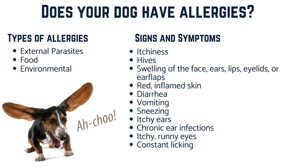 Food Allergies That Cause Itching in Dogs