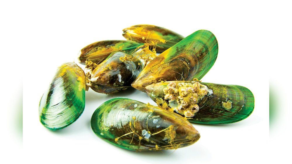 Green Lipped Mussel for Dogs