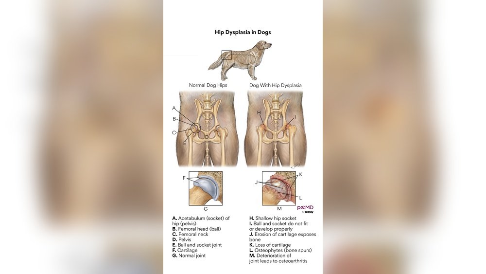 Hip Dysplasia in Dogs Symptoms