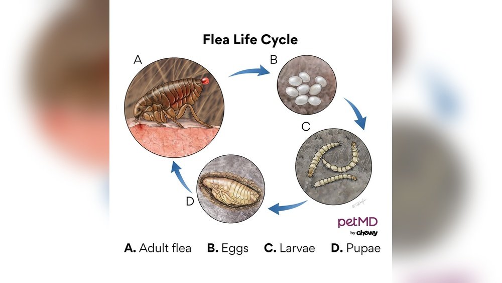 How Do Dogs Get Fleas