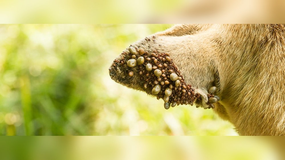 How Do Dogs Get Ticks