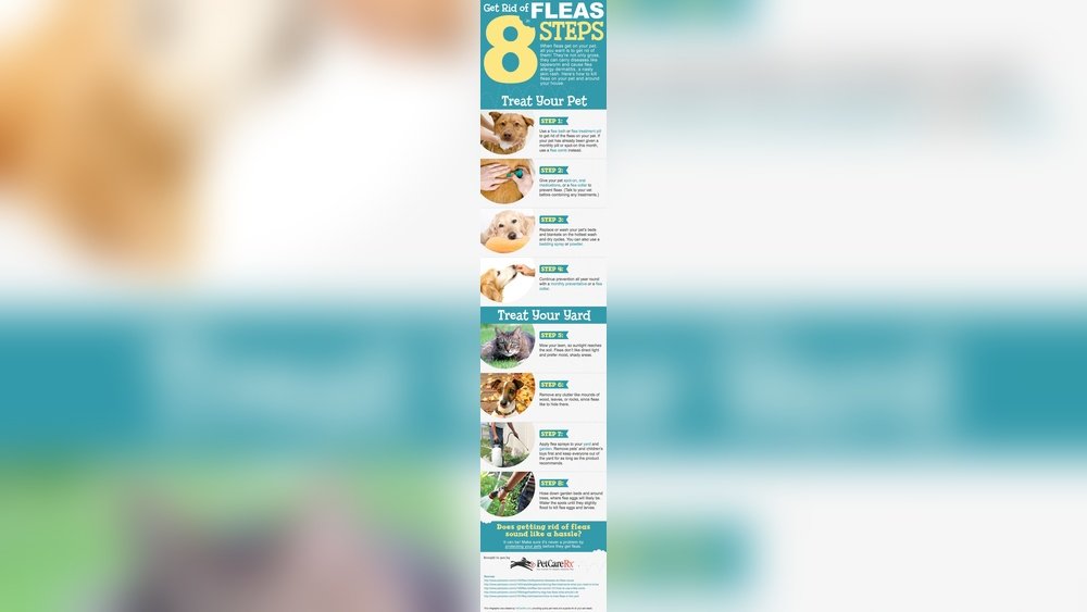 How Long Does Flea Medicine Take to Work