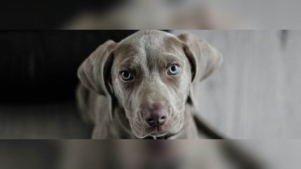 How Long Does It Take for Dog Food Allergies to Clear Up