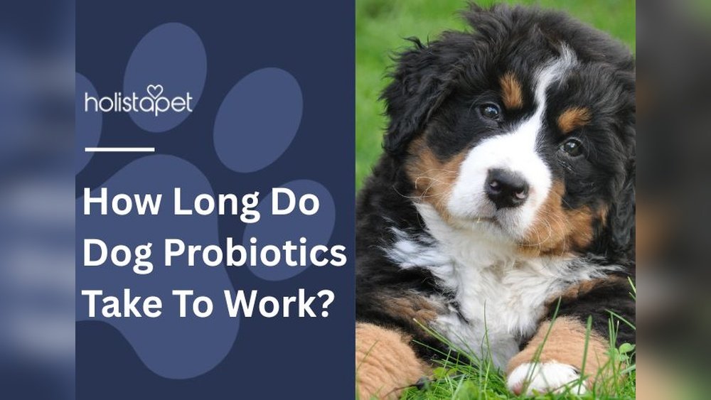 How Long Does It Take for Probiotics to Work in Dogs