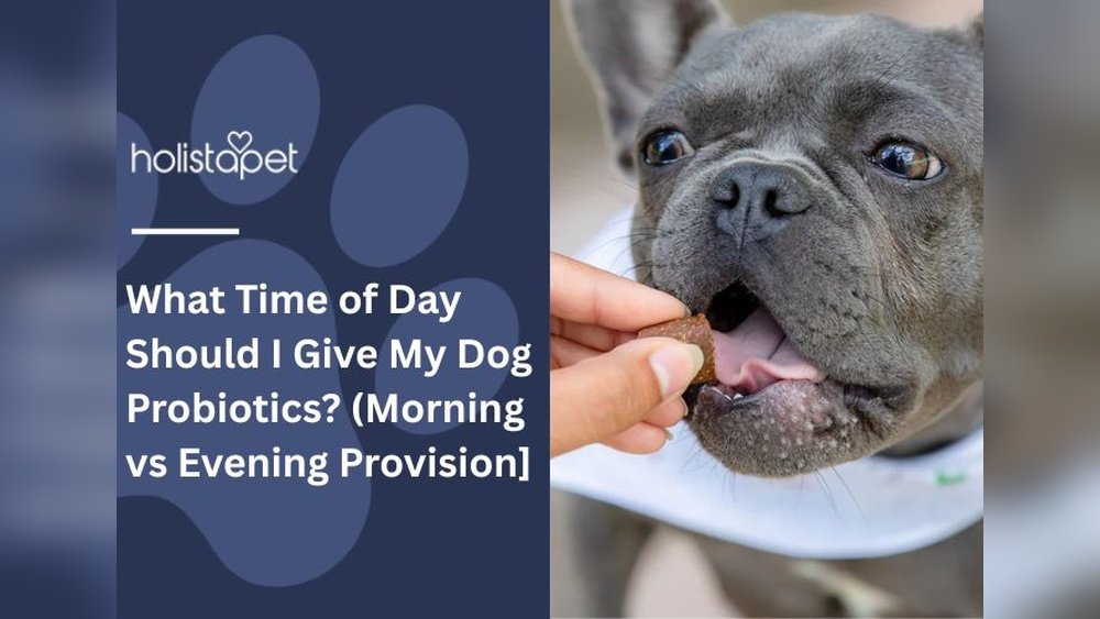 How Often Should I Give My Dog Probiotics