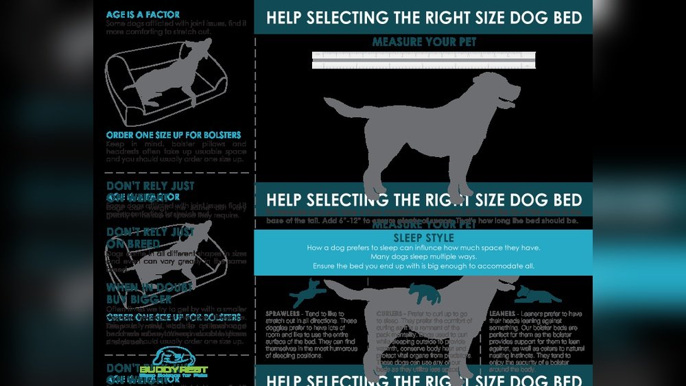 How to Choose a Dog Bed