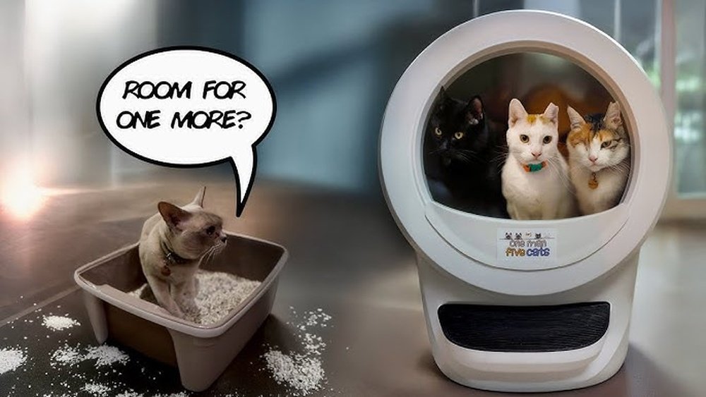 How to Get Cat to Use Automatic Litter Box