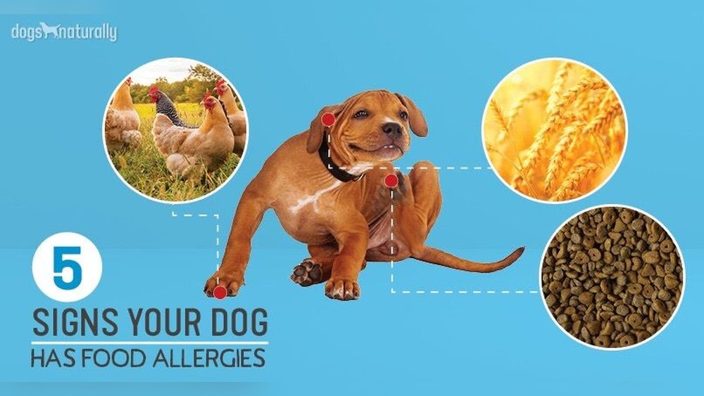 How to Tell If Your Dog Has Food Allergies