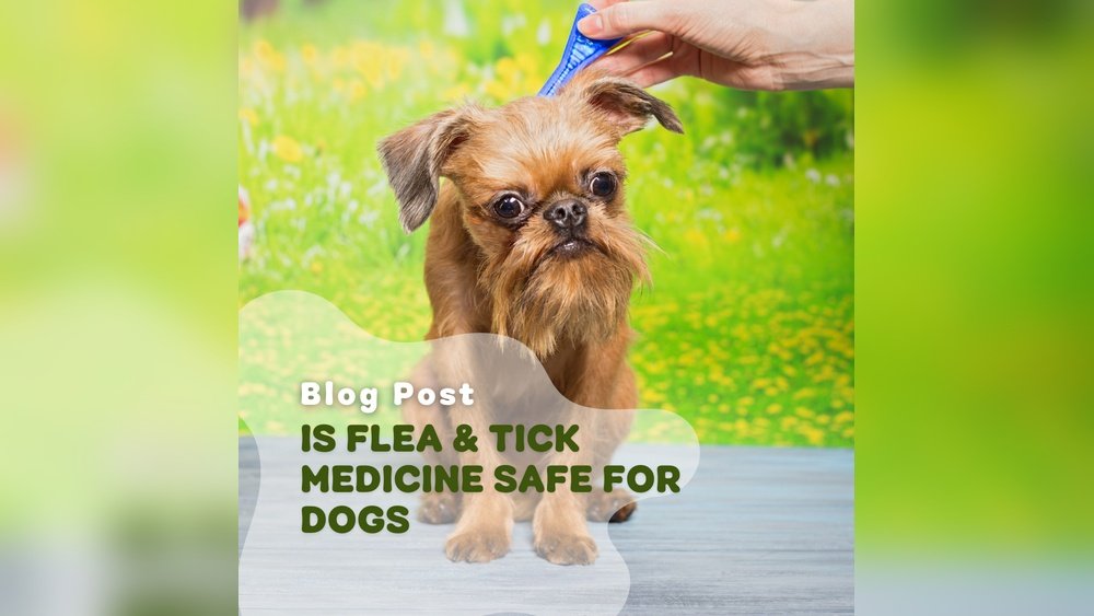 Is Flea Medicine Safe for Dogs