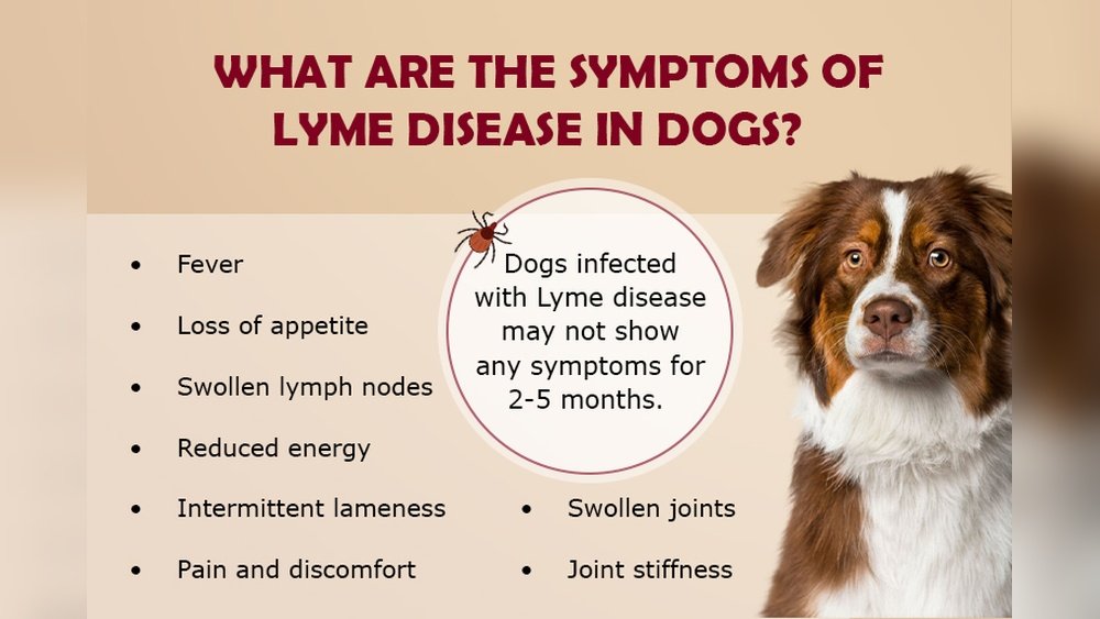 Lyme Disease in Dogs Symptoms