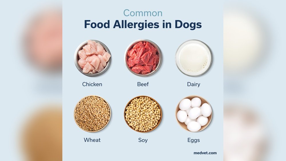 Most Common Food Allergies in Dogs