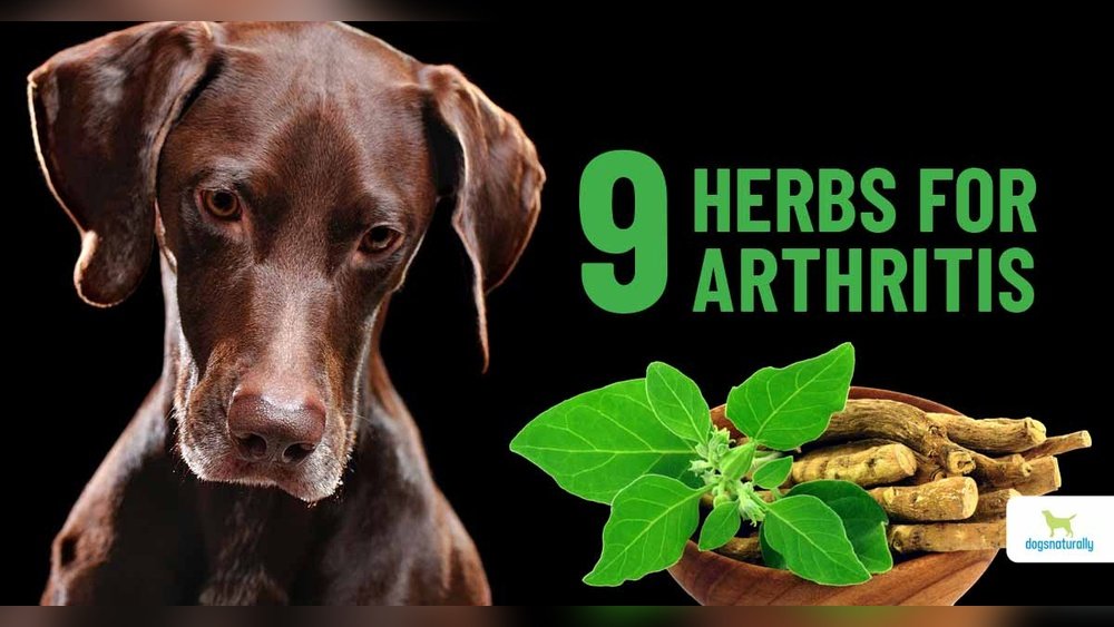 Natural Remedies for Dog Arthritis