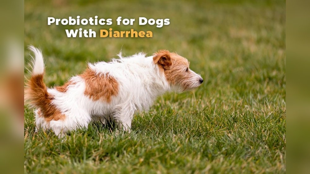 Probiotics for Dogs With Diarrhea