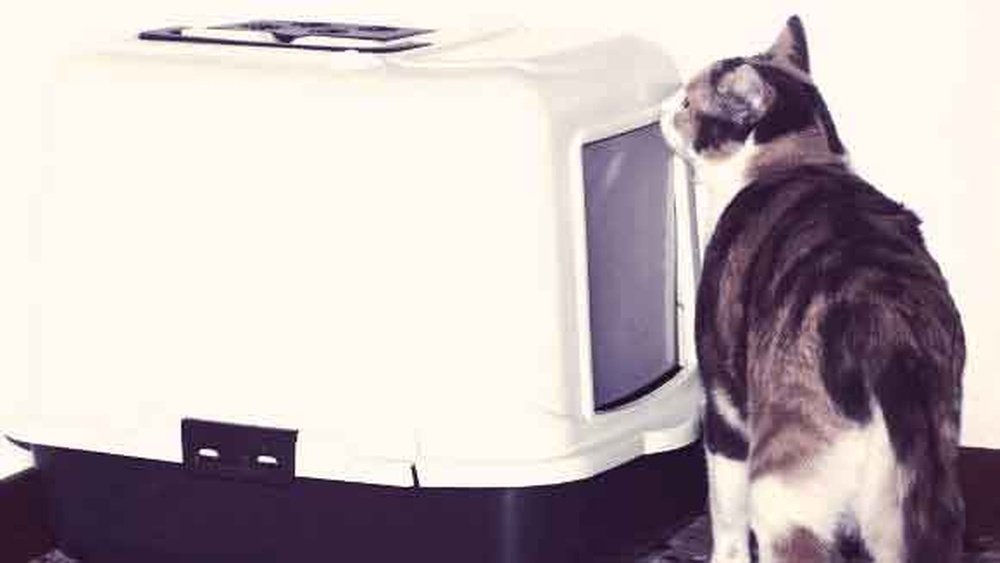 Self Cleaning Litter Box Pros And Cons