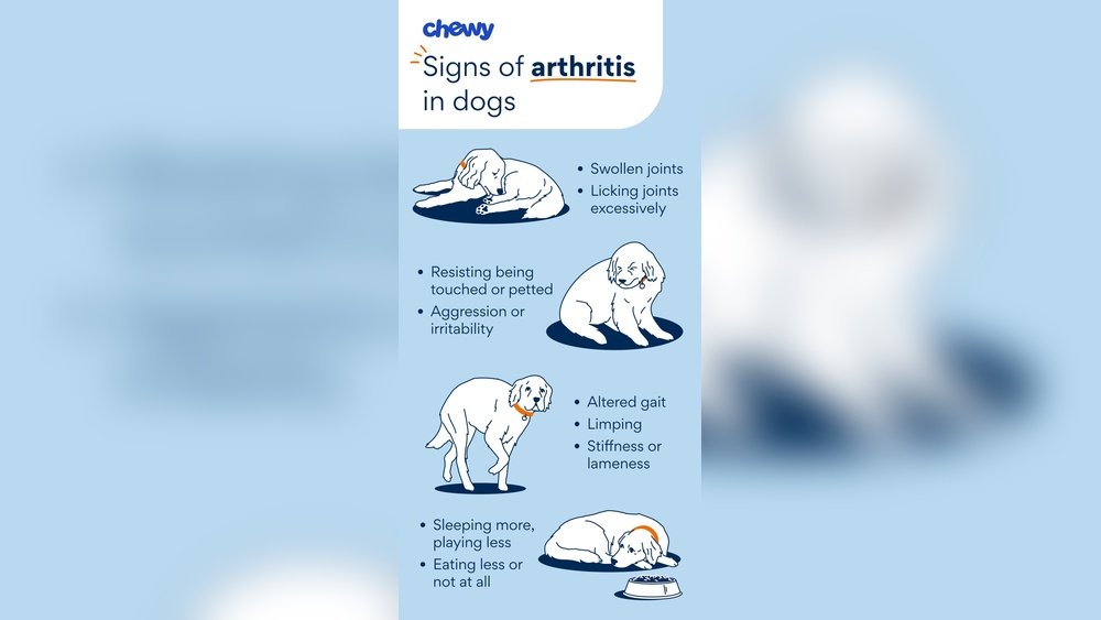 Signs of Arthritis in Dogs