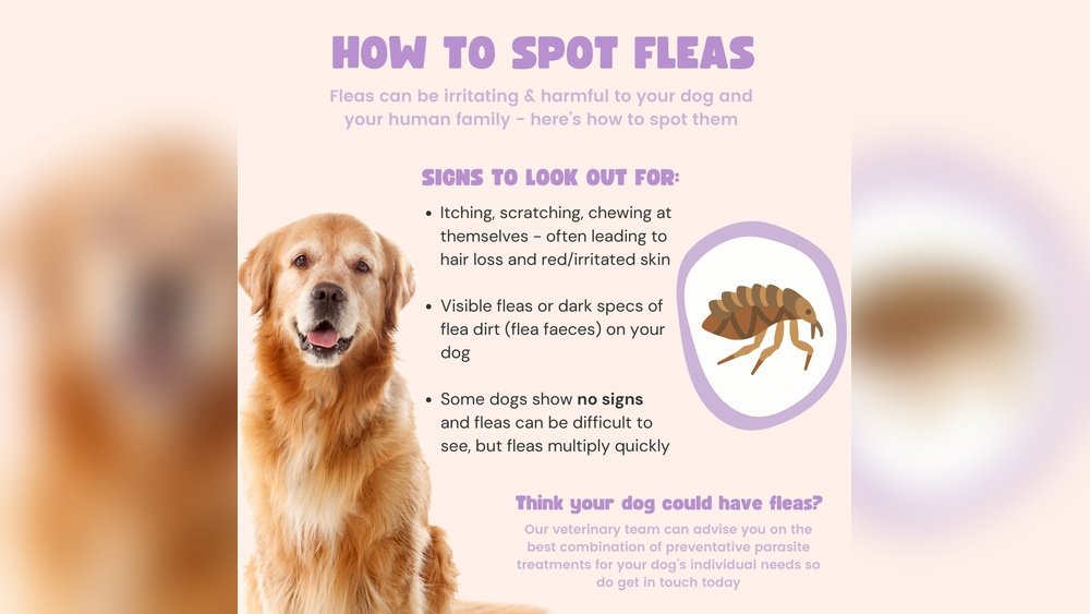 Signs Your Dog Has Fleas