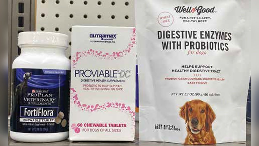 What are Probiotics for Dogs