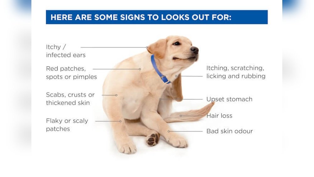 What Causes Itchy Skin in Dogs