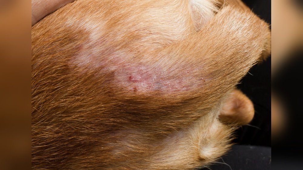 What Do Flea Bites Look Like on Dogs