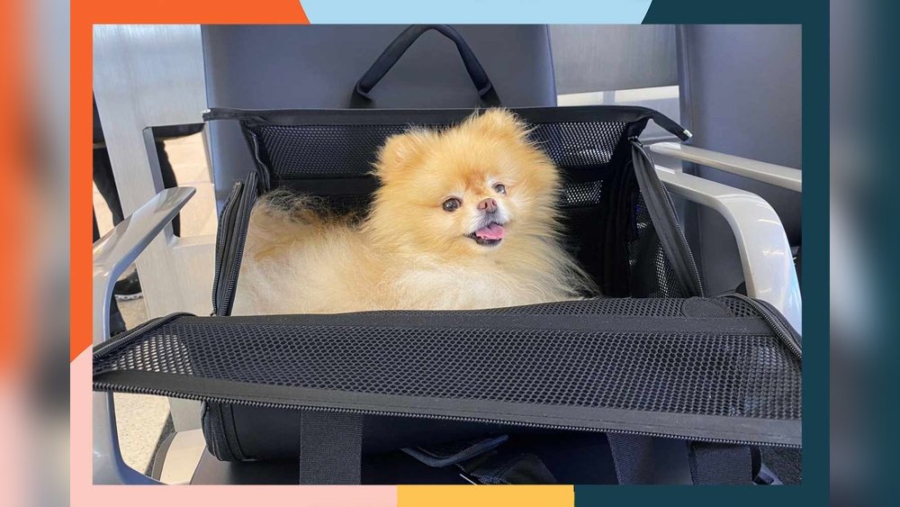 What Size Pet Carrier Fits under Airplane Seat
