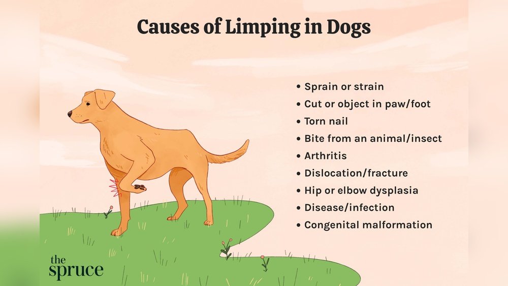 Why is My Dog Limping